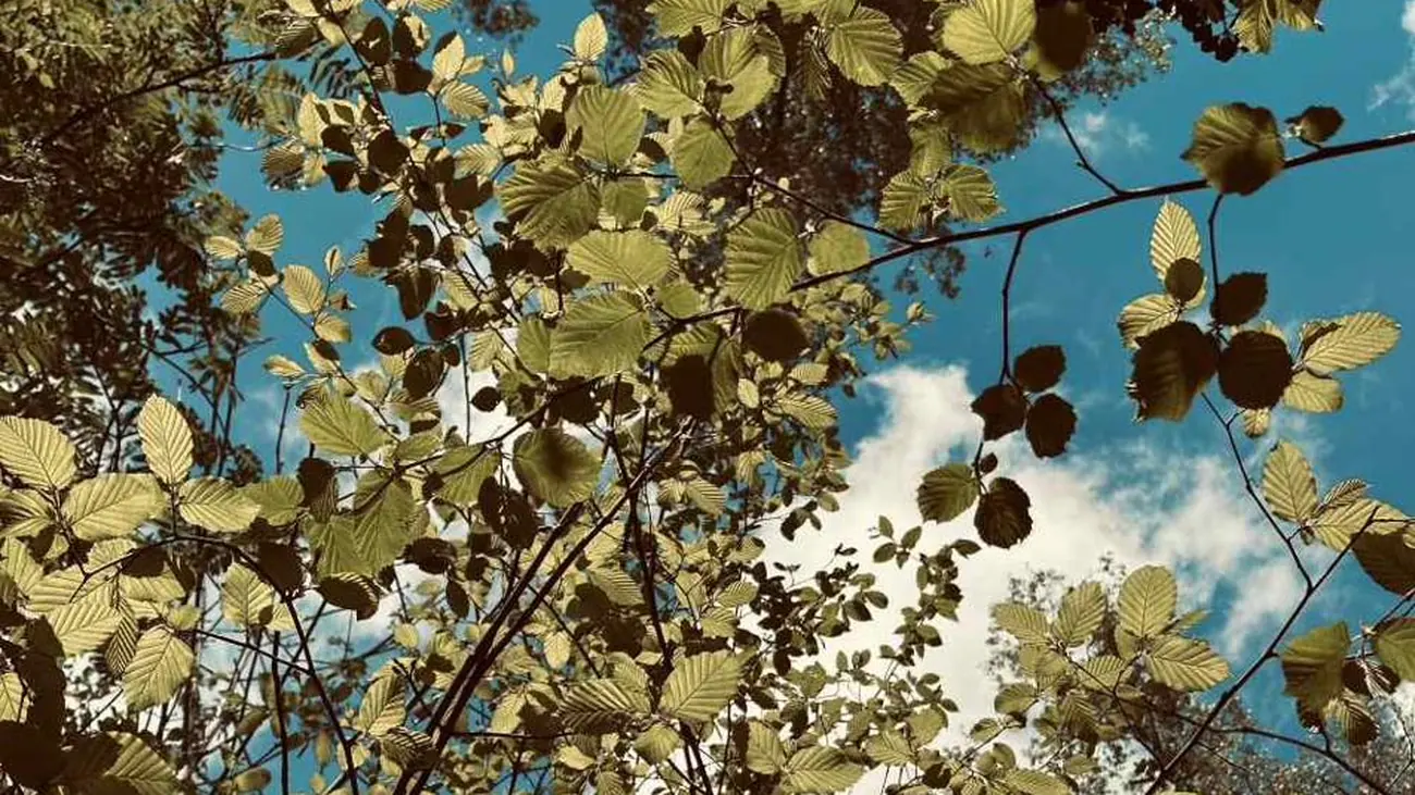 Blick durch ein dichtes Blätterdach in den blauen Himmel.